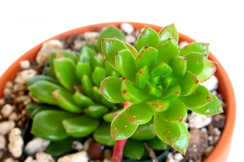 Eszeweria (Echeveria).